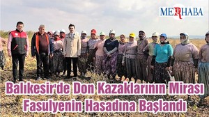 Balıkesir'de Don Kazaklarının Mirası Fasulyenin Hasadına Başlandı