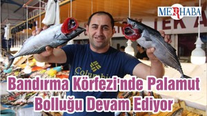 Bandırma Körfezi'nde Palamut Bolluğu Devam Ediyor