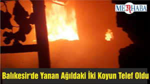 Balıkesir'de Yanan Ağıldaki İki Koyun Telef Oldu