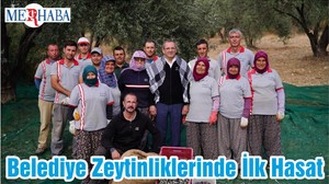 Belediye Zeytinliklerinde İlk Hasat