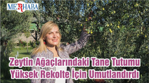 Zeytin Ağaçlarındaki Tane Tutumu Yüksek Rekolte İçin Umutlandırdı