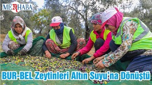 BUR-BEL Zeytinleri Altın Suyu’na Dönüştü