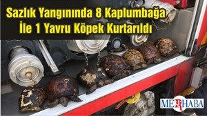 Sazlık Yangınında 8 Kaplumbağa İle 1 Yavru Köpek Kurtarıldı