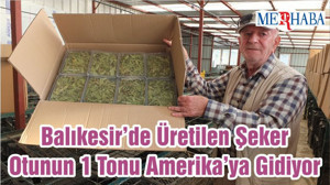 Balıkesir’de Üretilen Şeker Otunun 1 Tonu Amerika’ya Gidiyor