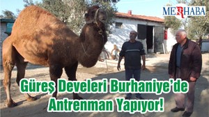Güreş Develeri Burhaniye’de Antrenman Yapıyor!