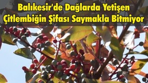 Balıkesir'de Dağlarda Yetişen Çitlembiğin Şifası Saymakla Bitmiyor