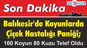 Balıkesir'de Koyunlarda Çiçek Hastalığı Paniği; 160 Koyun 80 Kuzu Telef Oldu