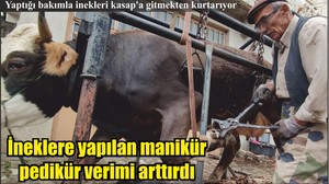Manikür pedikürlü inekler daha çok süt veriyor