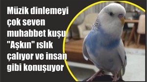 "Aşkın" ıslık çalıyor ve insan gibi konuşuyor