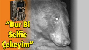 Colorado Ayısı’ndan Selfie Pozu
