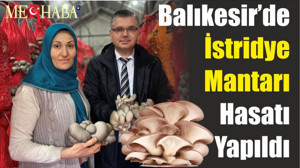 Balıkesir’de İstridye Mantarı Hasatı Yapıldı