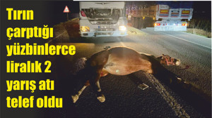 Tırın çarptığı yüzbinlerce liralık 2 yarış atı telef oldu