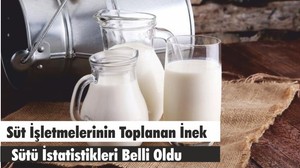Süt İşletmelerinin Toplanan İnek Sütü İstatistikleri Belli Oldu