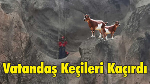 Vatandaş Keçileri Kaçırdı
