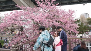 Japonya'da İlk Sakura Çiçekleri Açtı
