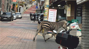 Hayvanat Bahçesinden Kaçan Zebra Şehre İndi