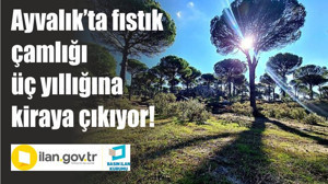 Ayvalık’ta fıstık çamlığı üç yıllığına kiraya çıkıyor!