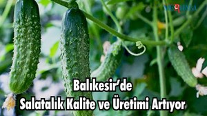 Balıkesir’de Salatalık Kalite ve Üretimi Artıyor