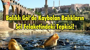 Balıklı Göl’de Kaybolan Balıkların Sel Felaketindeki Tepkisi