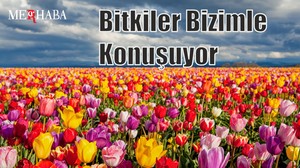 Bitkiler Bizimle Konuşuyor