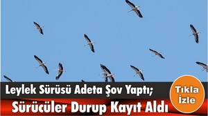 Leylek Sürüsü Adeta Şov Yaptı; Sürücüler Durup Kayıt Aldı