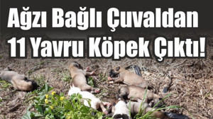 Ağzı Bağlı Çuvaldan 11 Yavru Köpek Çıktı!