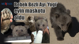 Ayı ‘Yogi’ evin maskotu oldu