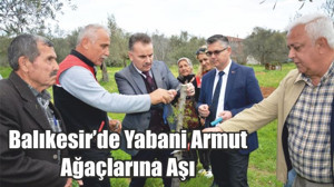 Balıkesir’de Yabani Armut Ağaçlarına Aşı