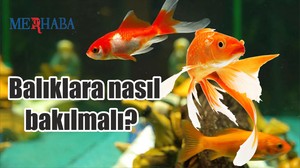 Nasıl Balık Bakılır