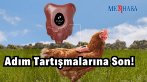 Tavuklar Günde Kaç Adım Atar?