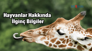 Hayvanlar Hakkında İlginç Bilgiler