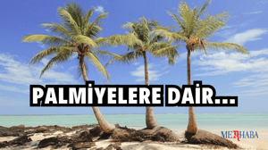 Palmiye Ağaçları Hakkında Bilgi