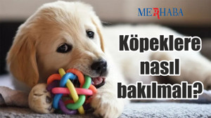 Köpeklere nasıl bakılmalı