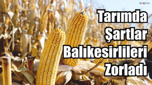 Patates Üreticisi Mısıra Yöneldi