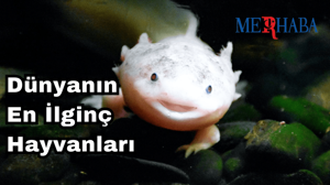 Dünyanın En İlginç Hayvanları