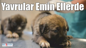Yavrular Emin Ellerde
