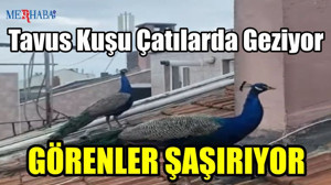 Tavus Kuşu Çatılarda Geziyor