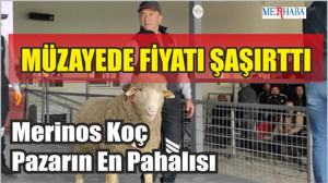 Merinos Koç Pazarın En Pahalısı