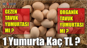 1 Yumurta Kaç TL