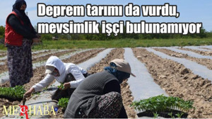 Deprem tarımı da vurdu, mevsimlik işçi bulunamıyor