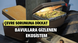 Eski Bavullara Gizlenen Ekosistemler