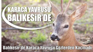 Balıkesir'de Karaca Yavrusu Gözlerden Kaçmadı