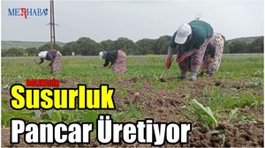Susurluk Pancar Üretiyor