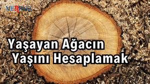 Yaşayan Ağacın Yaşını Bulmak