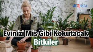 Evinizi Mis Gibi Kokutacak Bitkiler