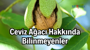 Ceviz Ağacı Hakkında Bilinmeyenler