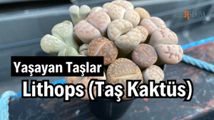 Yaşayan Taşlar: Lithops