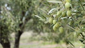 Gömeç Belediyesi'nden 654 ağaç zeytinlik kiraya verilecek