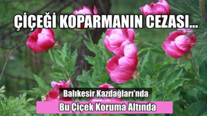 Balıkesir Kazdağları'nda Bu Çiçek Koruma Altında