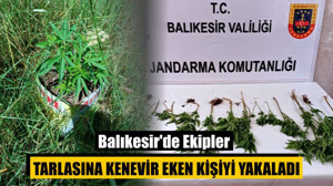 Balıkesir'de Ekipler Tarlasına Kenevir Eken Kişiyi Yakaladı